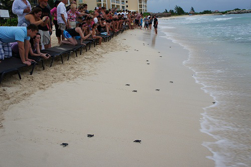 Baby Turtle Release Sapphire