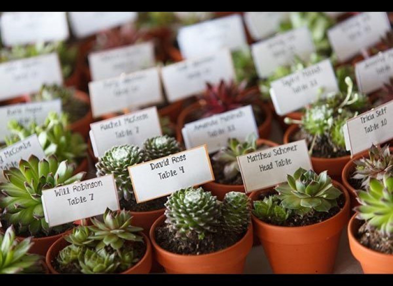 linczak photography- Succulents linczak photography- Succulents